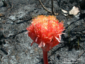 Another Haemanthus. Silvermine -  Apr. 2005
